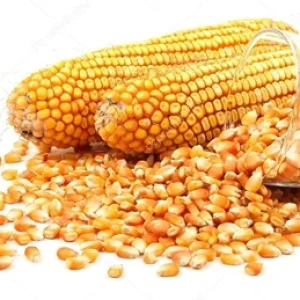 Maize